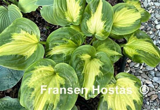 Hosta Etched Glass